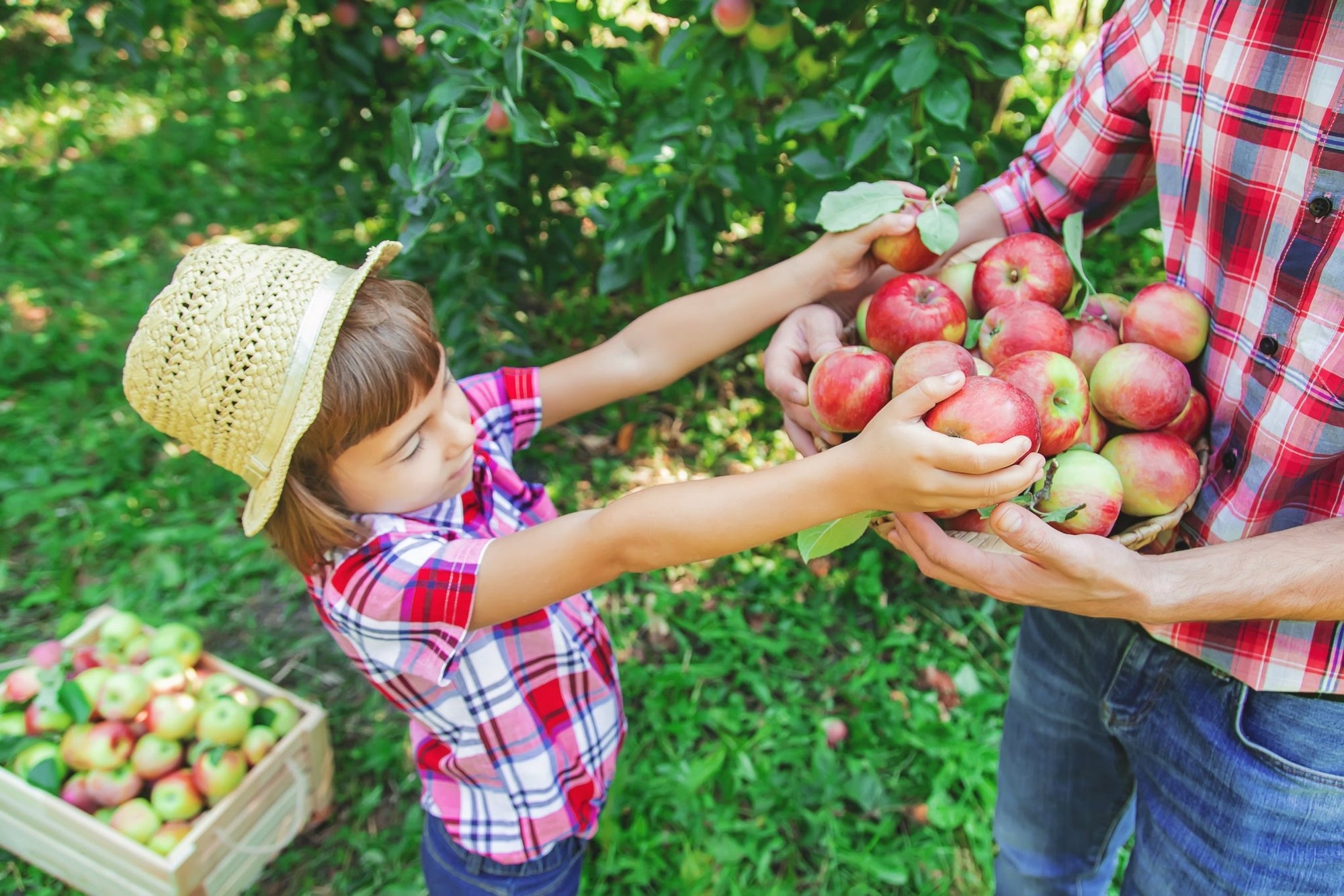 7 Ways to Teach Your Kids About Sustainability - Sprout Organic